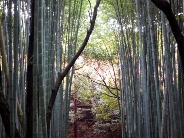 紅葉と竹林