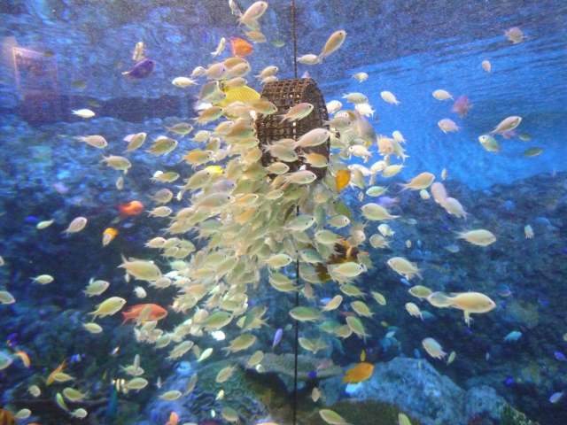 アクアミュージアム　熱帯魚