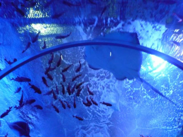 アクアミュージアム　トンネルの中から