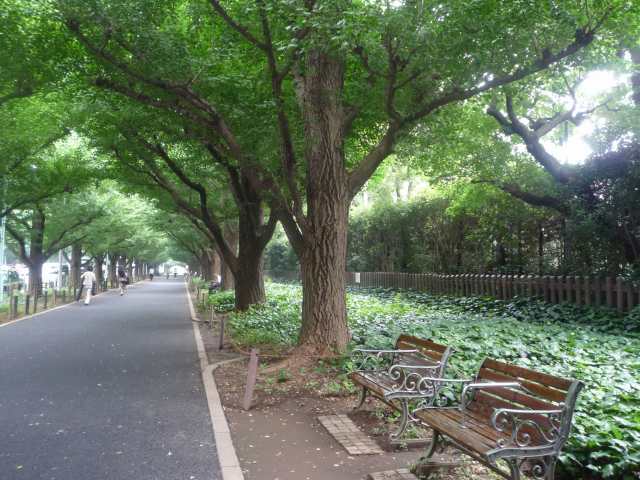 神宮外苑イチョウ並木