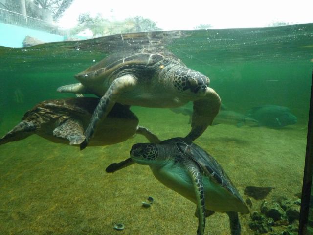 アクアミュージアムのカメ