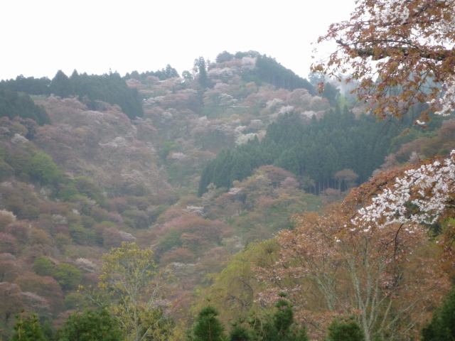 中千本の桜　本当は。。もっとピンク色だったはず（o_ _)oドテッ