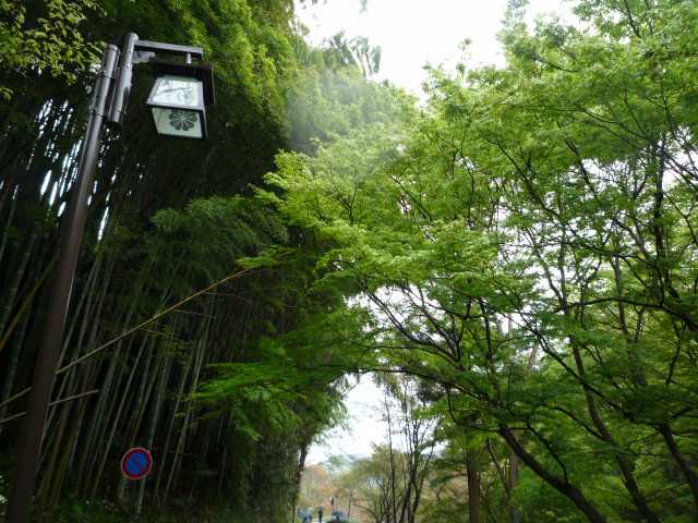 新緑が美しい路