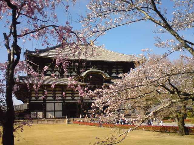 東大寺大仏殿と桜