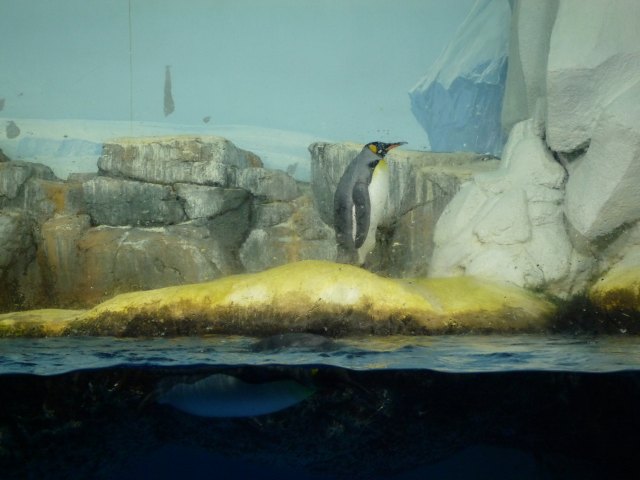 アクアミュージアム１