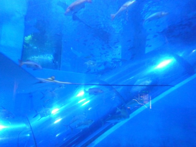 アクアミユージアム　トンネル１