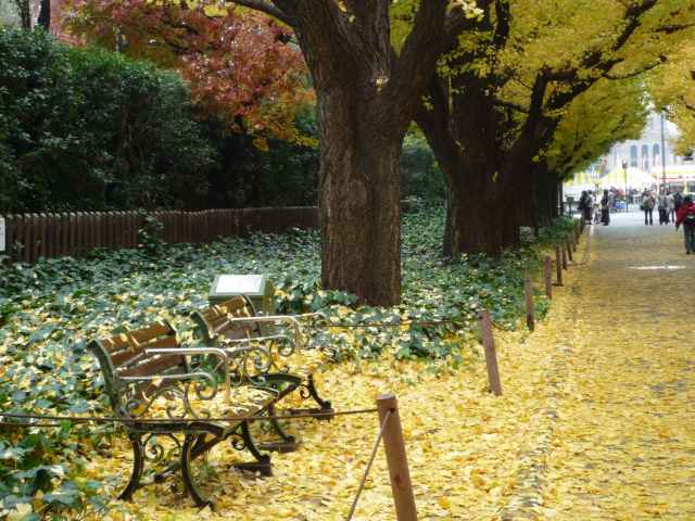神宮外苑　いちょう並木ベンチが二つ
