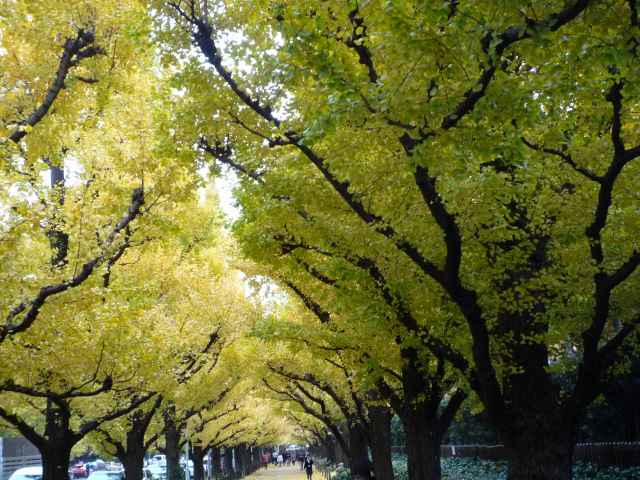 金色のｲﾁｮｳ