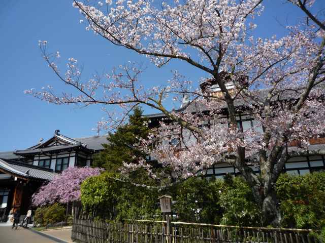 奈良ホテル　と桜