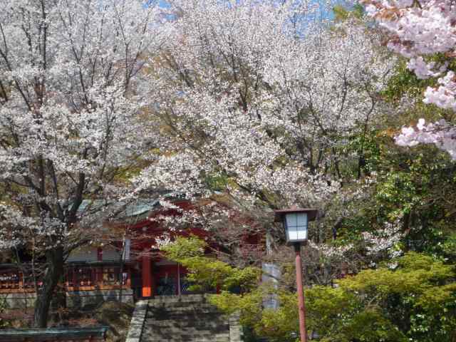 神社と桜