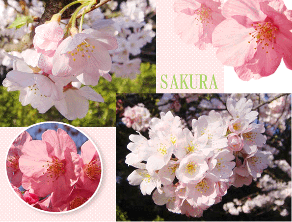 SAKURA.gif