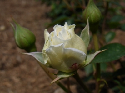 ホワイト・ドリーム