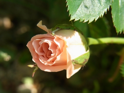 ピーチ　メイアンディナ　