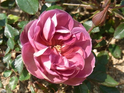 コーヒー　オベーション　