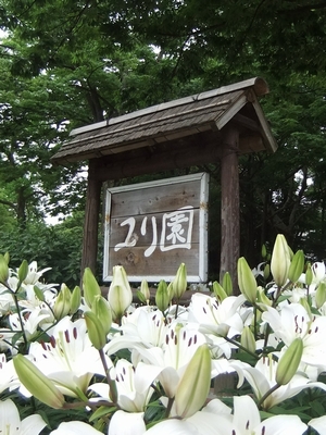 千種公園のゆり園