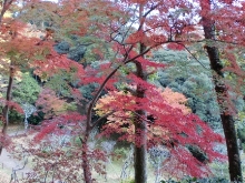 成田山紅葉