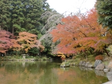 成田山紅葉