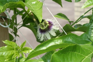 パッションフルーツの花