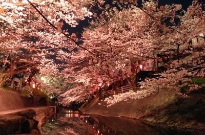 夜桜