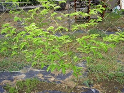 PF2