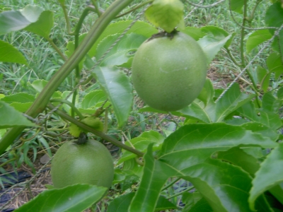 PF6