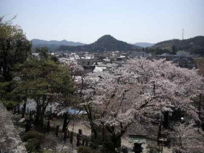 桜満開