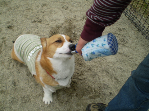 水分補給中.jpg