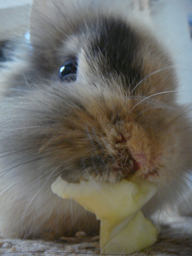 rabbit2.jpg
