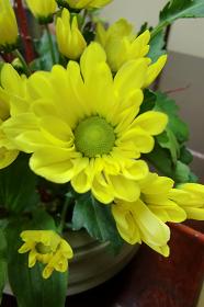 黄色いスプレー菊