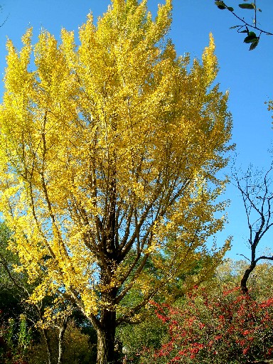 愛知県緑化センター　イチョウ