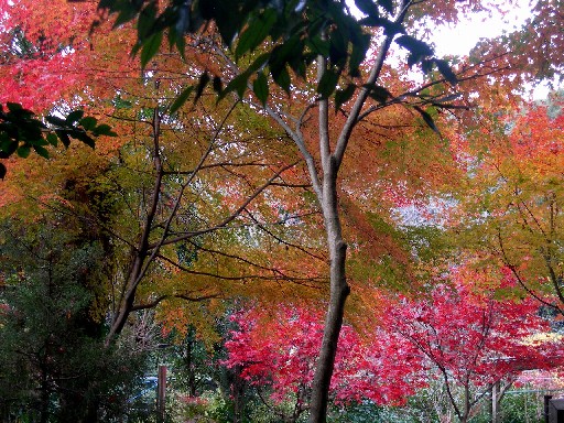 定光寺公園 瀬戸市定光寺町 11紅葉 Slowlife 楽天ブログ