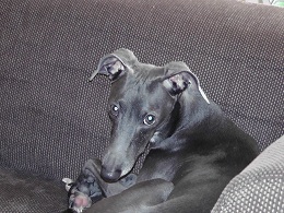 ハンサムなグレ