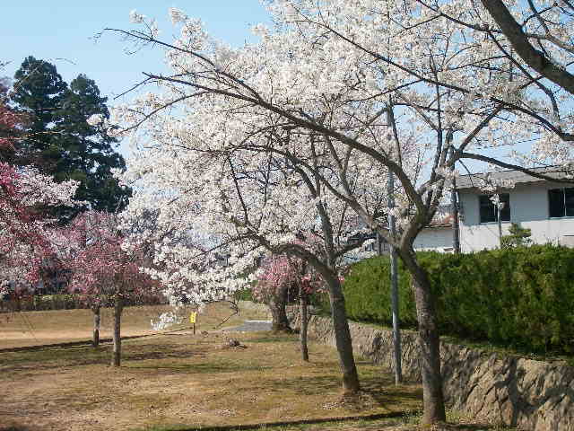 越前の里の桜