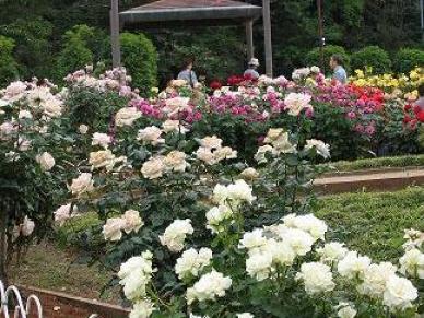 薔薇1