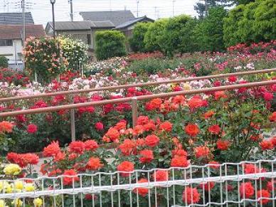 薔薇5