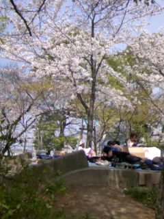 sakura2