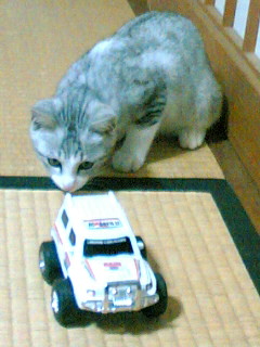 こいつは何にゃんだ？