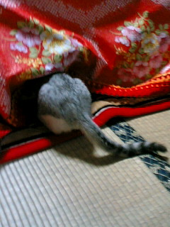 隠れたにゃん！