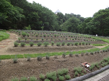 神戸布引ハーブ園６