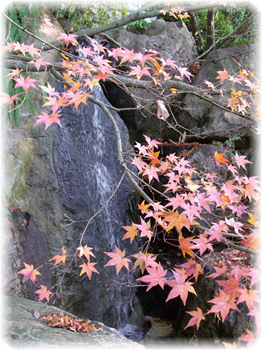 紅葉と滝