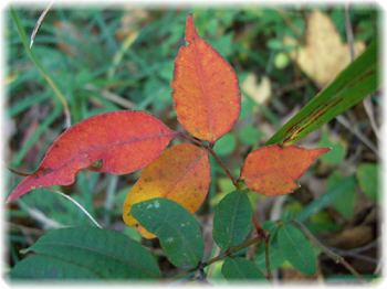 ハゼの紅葉