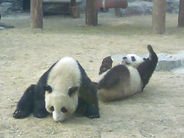 panda2