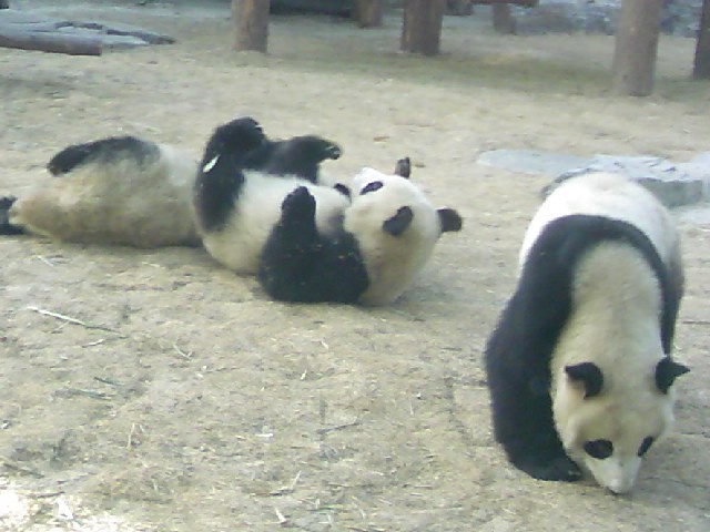 panda3