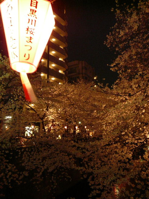 2008_0329_目黒川002.JPG