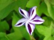 ☆みたいな蕾。。。