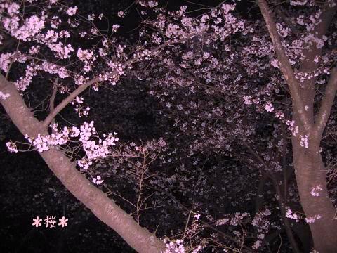 桜。。。.jpg