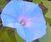 ヘブンリーブルー。。。