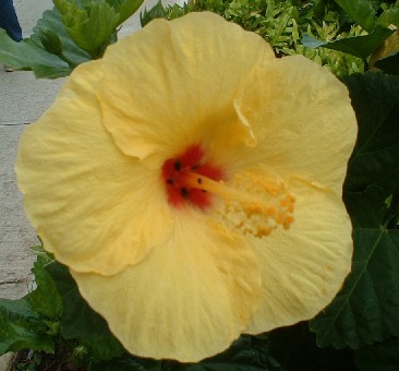 黄ハイビスカス