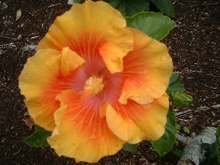 hibiscus15