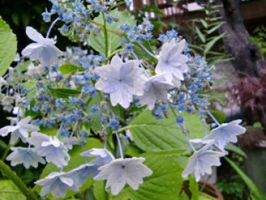 墨田の花火